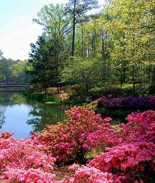 callaway-gardens-in-bloom – Seniors on the Go Travel Tours