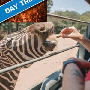 Pine Mountain Wild Animal Safari and downtown Warm Springs
