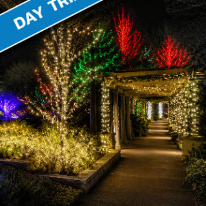 winter wonderlights at the state botanical gardens in athens